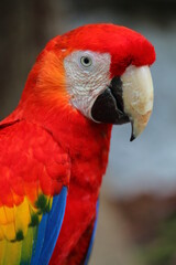 close up of a red parrot