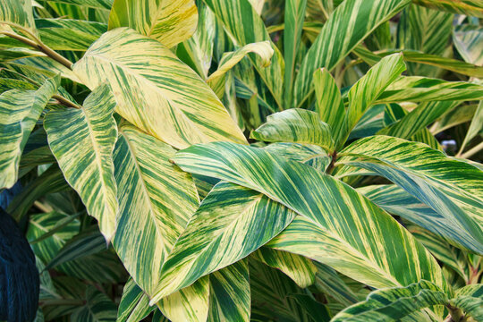 Close Up Of The Striking Foliage On The Variegated Shell Ginger, Alpinia Zerumbet Variegata Plant