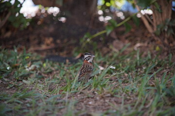 Rufous-collared Sparrow Bird on the ground
