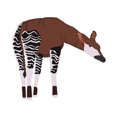 Okapi  Illustration