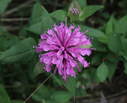 Wild Bergamot (Monarda Fistulosa) Purple Wildflower In Little Belt Mountains, Montana