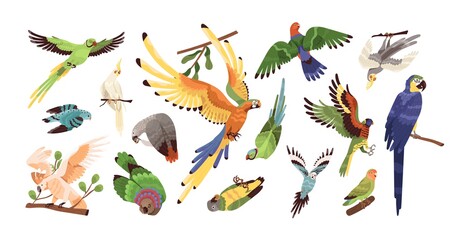 Set of different tropical parrots vector illustration. Collection of colored birds with feathers and wings isolated on white. Exotic creature with beak flying, eating and sitting on branch © Good Studio