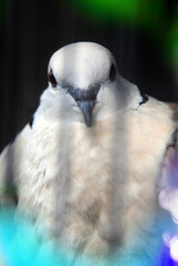 bird, white, animal, beak, nature, dove, wildlife, parrot, feather, pigeon, feathers, owl, cockatoo, wild, head, eye, 