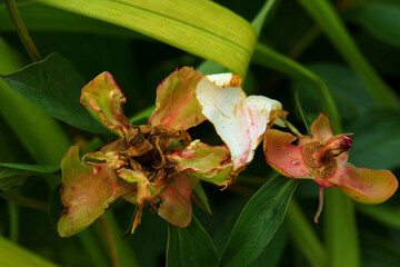 The peonies in the bushes have faded and their seeds are ripe.