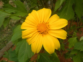 Yellow Cosmos flower with orange center