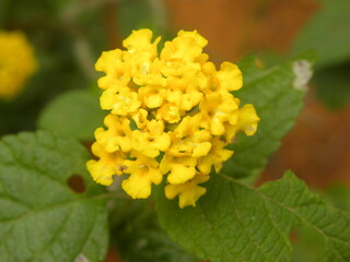 Yellow color Lantana camara flowers