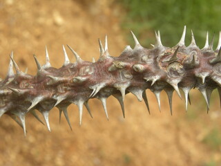 Thorns of Euphorbia milii plant