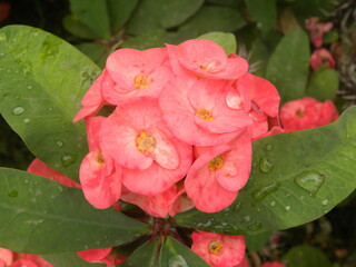 Red color flowers of Euphorbia milii or Crown of thorns plant