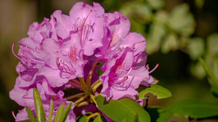 Pink Azalea.