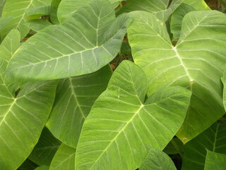 Big green color leaf of Xanthosoma sagittifolium or Arrow leaf elephant's ear plant