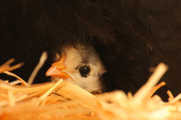 Baby Chick under Mother Australorp Hen