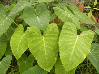 Big green color leaf of Xanthosoma sagittifolium or Arrow leaf elephant's ear plant