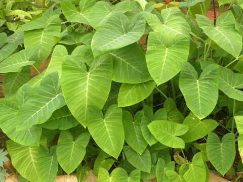 Big green color leaves of Xanthosoma sagittifolium or Arrow leaf elephant's ear plant