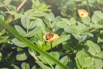 Abeja polinizando flor abeja y néctar