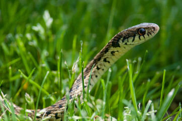 Common Garter Snake