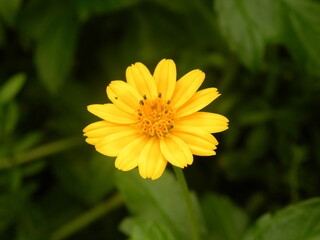 Yellow color Cosmos flower