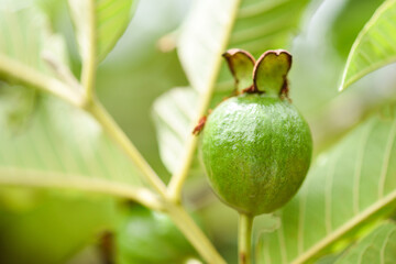 guava fruit on guava tree in the nature green background  /