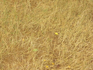 Brown and yellow color dry grass on field