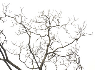 Dry tree with no leaves on white background