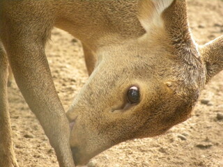 Indian hog deer or Axis porcinus