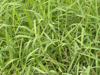 Sweet grass or Hierochloe odorata plants
