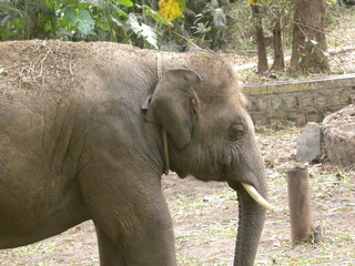 Male Indian elephant calf or Elephas maximus indicus with tusks