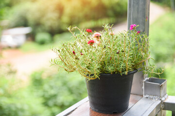 Flower pot terrace - Common Purslane Verdolaga, Pigweed, Little Hogweed Pusley