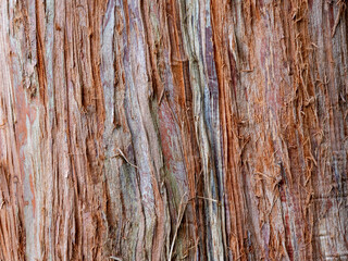 Obraz premium Natural Redwood