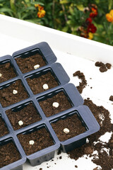 Plastic trays with soil and seed in it