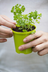 Hands holding potted plant