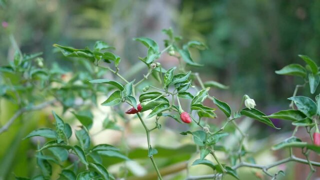 cayenne pepper grow on tree , fresh chili in garden