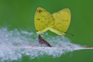butterfly on wild flower