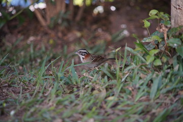 Rufous-collared Sparrow Bird on the ground