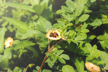 Abeja polinizando flor abeja y néctar