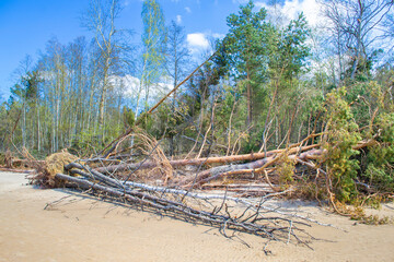 Fototapeta na wymiar Flooded coastline during the storm. Fallen trees on the sandy shore of the Baltic Sea. The estuary of the Lielupe River in the Gulf of Riga.