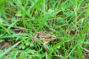 Pelophylax nigromaculatus or dark-spotted frog.