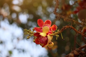 red and yellow flowers