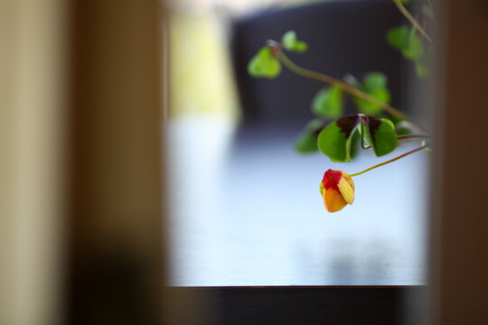 pequenas flores cor de rosa, de trevo de quatro folhas