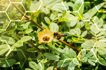 Abeja polinizando flor abeja y néctar © Aldarami