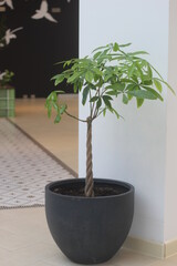 bonsai tree in a pot