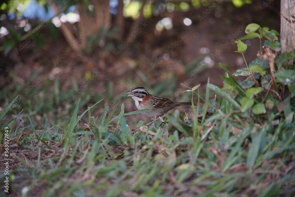 Wall mural rufous-collared sparrow bird on the ground