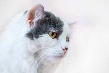 pensive cat with a pronounced facial expression, looking down with a serious look