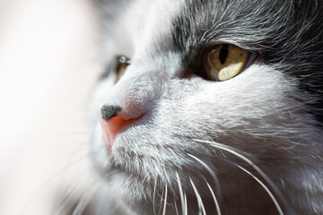 portrait of an old white cat in a bright hard light. the cat looks proudly and thoughtfully into the distance