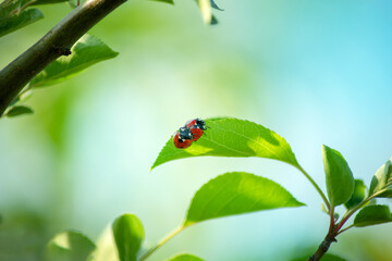 two ladybugs sit on a green leaf close up