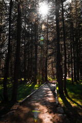 path in the forest