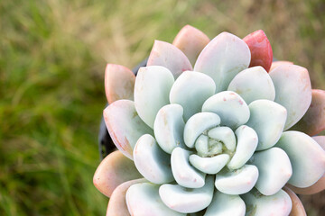 White and pink succulent on grassy green background in a pot