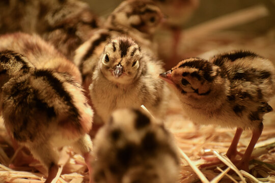 Close-up Of A Pheasant Chicks