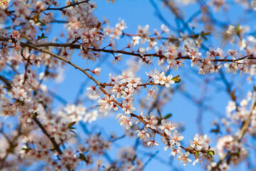 White Apricot blossom cherry Peach Blossom flowering. Flowers close up