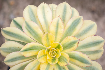 Yellow and Green succulent closeup on blurred brown background