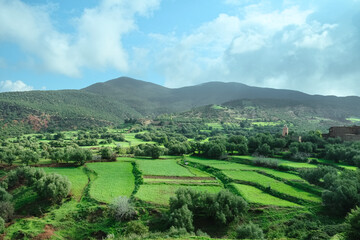 Fototapeta na wymiar Landscape view of countryside green agriculture crop field in spring summer against mountain and blue sky in rural Morocco